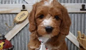 F1b english goldendoodles are coming soon! Breeders Alabama