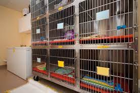 Radioactive Iodine Therapy I 131 For Cats Veterinary Specialty Center