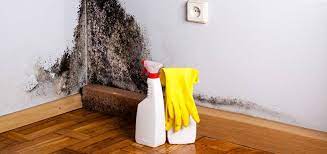 How To Remove Mold From Walls