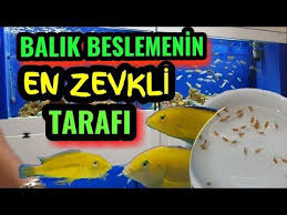 Erken Kusturdunuz Diye Uzulmeyin Akvaryum Baliklari Balik Kusturma Videolari Youtube Akvaryum Balik Ciklet Baliklari