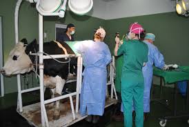 Check spelling or type a new query. Peste 750 De StudenÈ›i La Facultatea De MedicinÄƒ VeterinarÄƒ Usamv Cluj Napoca Au Asistat La Prima OperaÈ›ie TransmisÄƒ Online A Disciplinei Chirurgie È™i Ati Usamv Cj
