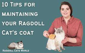 Ragdoll cats are wonderful creatures and make the perfect pet. 10 Tips On How To Maintain A Ragdoll Cat S Coat Ragdoll Cats World