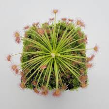 Image result for Drosera pilosa
