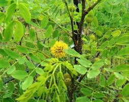 Image result for Leucas tettensis