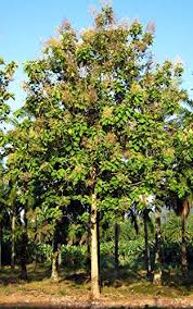 10 Teak Wood Tree Seeds Tectona Grandis Teak Is A Highly Valuable Timber By Seeds And Things And Things Wan Trees To Plant Teak Garden Furniture Tree Seeds