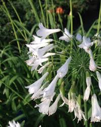 Image result for Agapanthus africanus