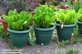 Image result for MCHE ULIOCHIPUA TIKITI MAJI