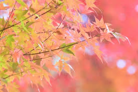 紅葉 もみじ と楓 かえで の違い 違いがよく分かるサイト
