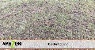 Dethatching rakes are good for light thatch and general thatch maintenance on small lawn areas. Lawn Dethatching Service Amazing Landscape Services
