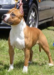Otawa Tipit Z Hanky Bully Breeds Dogs American Bulldog Puppies Staffy Dog