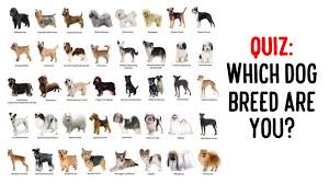 Dec 17, 2019 · the answer is more than 200! Dog Breed Info Quiz Online