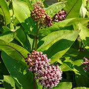 Image result for Asclepias ameliae