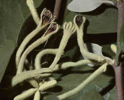 Image result for Vanwykia remota