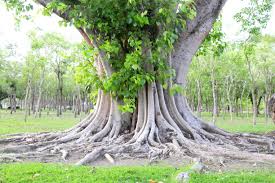 Image result for Ficus religiosa
