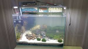 Pin On Aquarium