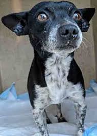 Begin a search for puppies on petfinder in your area. Tampa Fl Chihuahua Meet Oreo A Pet For Adoption Dog Adoption Cute Dogs And Puppies Pet Adoption