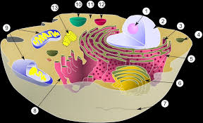 We did not find results for: Biologi Gonzaga Try Out Simple Sel