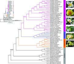 Image result for Theaceae