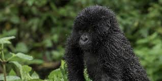 1-Day Gorilla Tour - Discovery Journeys
