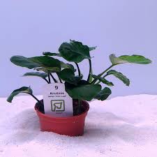 Image result for Anagallis gracilipes