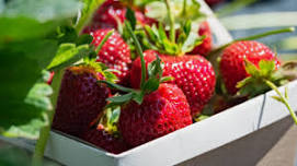 Strawberry Festival