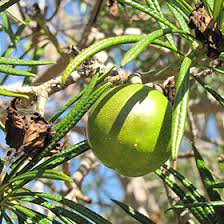 Image result for Cascabela thevetioides