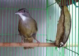 Apr 12, 2016 · burung cucak jenggot juga merupakan salah satu jenis burung kicau yang banyak diminati oleh para kicau mania. Jenis Burung Cucak Jenggot Beserta Suara Dan Harganya