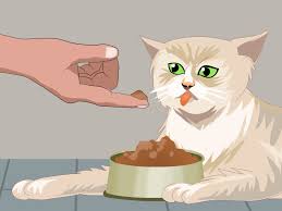 What are signs of respiratory infection in cats? How To Treat Feline Upper Respiratory Illness 11 Steps