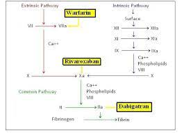 Mechanism Of Action Of Dabigatran Rivaroxaban And Warfarin Download Scientific Diagram