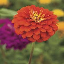 These are also referred to as the florist's carnation. Texas Gardening Ideas What To Plant In April Heat Tolerant Flowers Drought Tolerant Plants Plants