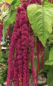 Pin On Amaranthus