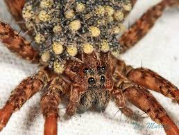 Look At The Babies On Her Back Wolf Spider Weird Animals Spider