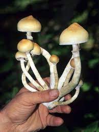 Pin On Psilocybe List Lookalikes