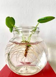 Pilea Peperomioides Propagation Chinese Money Plant Money Plant Care Chinese Money Plant Care