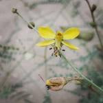 Image result for Indigofera monantha