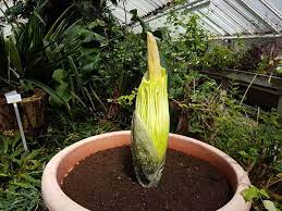 Die größte blume der welt ist zwar schön anzusehen, aber nichts für die nase. Titanenwurz Geht Im Botanischen Garten In Blute Berlin De