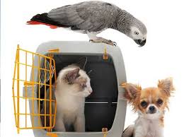 Turn to us for your freshwater, saltwater, and tank relocation needs. Welcome To Express Pet Transport Transport Logistics