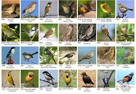 Situated just 10 kilometres from port edward is the red desert. Chez Nous Bed Breakfast Bird Species