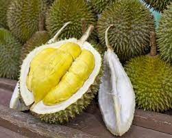 Durian musang king merupakan tanaman tropis yang hidup di asia tenggara yang sangat terkenal oleh kalangan masyarakat indonesia maupun luar negri. Ini Asal Usul Dan Ciri Durian Musang King Yang Tersohor Lezat Rasanya