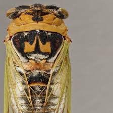 Cicada meaning, cicada definition | english cobuild dictionary. 7 Things You Didn T Know About Cicadas University Of Arizona News