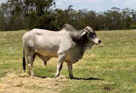 Maybe you would like to learn more about one of these? Brahman Bull Male Cow Australian Beef Cattle Breed Standing Alone In Paddock Stock Photo Picture And Royalty Free Image Image 9234067
