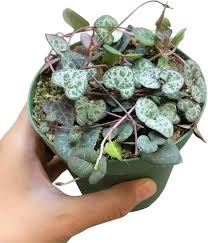 Image result for Ceropegia circinata