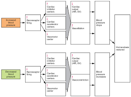 20 4 homeostatic regulation of the vascular system anatomy