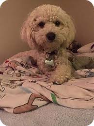 Maybe you would like to learn more about one of these? Mesa Az Poodle Miniature Goldendoodle Mix Meet Scarlett A Dog For Adoption Miniature Poodle Dog Adoption Poodle