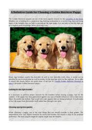 In the uk you won't get a lot of change from £1000 for a purebred goldie pup. A Definitive Guide For Choosing A Golden Retriever Puppy