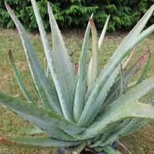 Image result for aloe vera