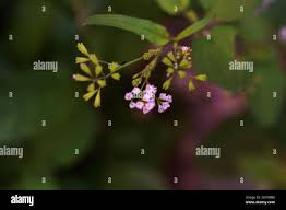 Image result for Boerhavia erecta