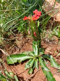 Image result for Crossandra greenstockii