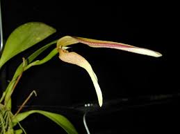 Image result for Bulbophyllum oreonastes