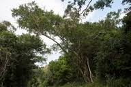 Image result for Diospyros inhacaensis